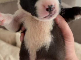 Amstaff Bully Mix Welpen