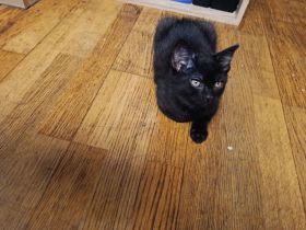 Kitten Weibchen