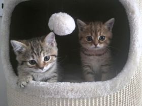 süße verspielte BKH Kitten