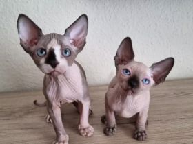 Canadian Sphinx mit Schnurrhaaren