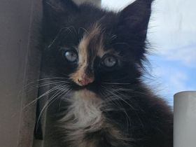 Maine coon kitten Dame