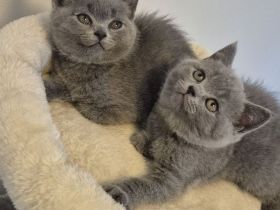 Britisch Kurzhaar Kitten