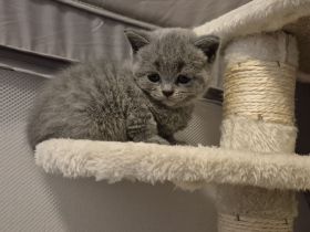 Britisch Kurzhaar Kitten