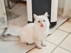 Ragdoll Kitten dürfen ausziehen