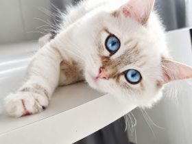 Ragdoll Kitten dürfen ausziehen