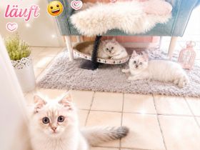 Ragdoll Kitten suchen Schmusepersonal