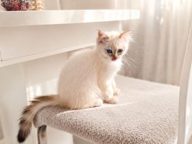 Ragdoll Kitten dürfen ausziehen