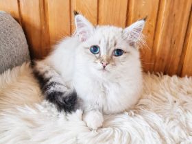Ragdoll Kitten suchen Schmusepersonal