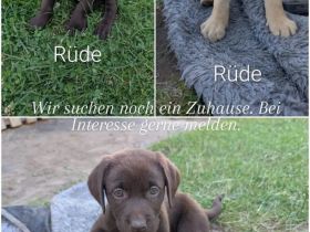 Labradorwelpen