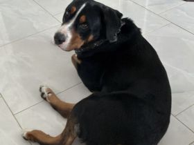 BM x Schweizer Sennenhund Welpen