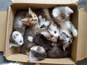 BKH-Mix Kätzchen / Kitten