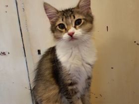 BKH-Mix Kätzchen / Kitten