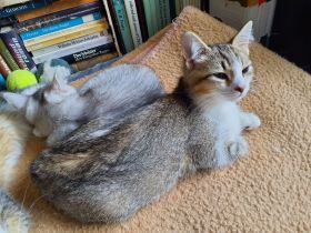 BKH-Mix Kätzchen / Kitten auszugsbereit