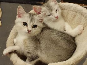 BKH-Mix Kätzchen / Kitten auszugsbereit