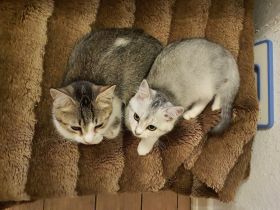 BKH-Mix Kätzchen / Kitten auszugsbereit
