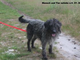 Oreo, lieb und freundlich