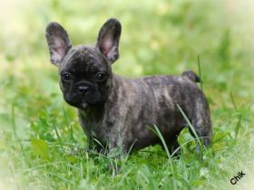 Französischer Bulldoggen Rüde Chik mit Ahnentafel