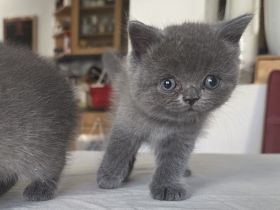 Britisch Kurzhaar Kitten
