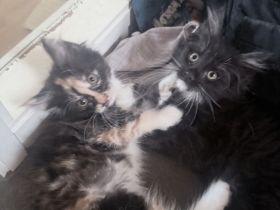 4 kleine Maine Coon Kitten suchen liebevolles zu Hause