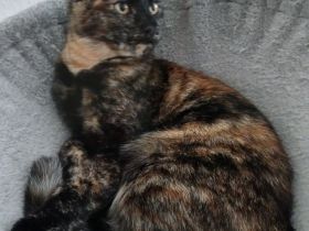 Wunderschöne Mixkatze in Tortie