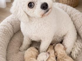 Bichonpoo Welpen mit Ahnentafeln