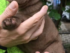 Auenwald Nickritz Aussiedor Welpen nur noch ein Mädchen frei