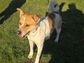 Labrador Carolina Dog super lieb