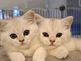 Bkh kitten