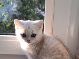 Bkh kitten