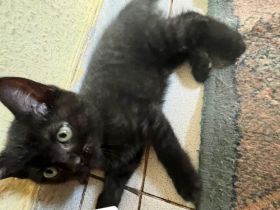 Zwei süße kitten suchen noch ein für immer zuhause