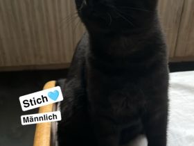 Zwei süße kitten suchen noch ein für immer zuhause