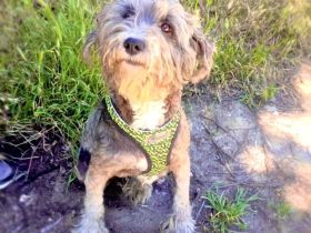 Ramagnole Lagotto Mädchen Telma