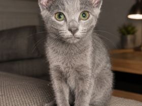 Russisch Blau Kater