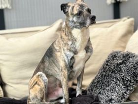Flori in 52223 Stolberg-Büsbach sucht sein Für-immer-Zuhause