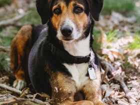 Wanja in 55411 Bingen sucht ihr Für-immer-Zuhause