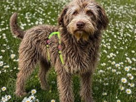 Cleo auf Pflegestelle in 84405 Dorfen sucht ihr Für-immer-Zuhause