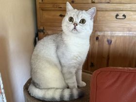 BKH Katze und Kater