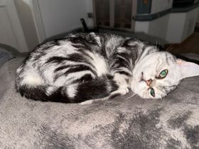 Liebevolle BKH-Katze Fluffy sucht ein neues Zuhause ❤️