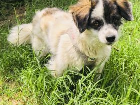 Kokonimix Gipsy ein Gute Laune Hund