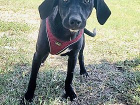 Labrador Mix Ares