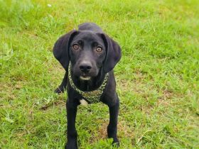 Labrador Mix Ares