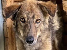Sanfter, wolfsgrauer Mister Grey sucht geduldiges Zuhause