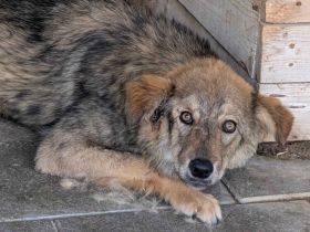 Sanfter, wolfsgrauer Mister Grey sucht geduldiges Zuhause