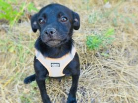 Pinscher Mix Blacky