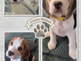 ABGABEBEREIT Süße Beagle Welpen suchen noch ein Zuhause