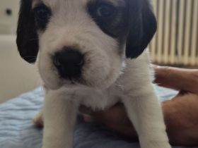 Süße Beagle Welpen suchen noch ein Zuhause