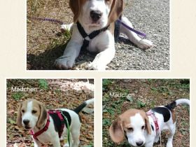 ABGABEBEREIT Süße Beagle Welpen suchen noch ein Zuhause