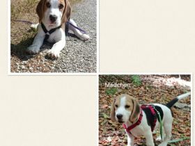 ABGABEBEREIT Süße Beagle Welpen suchen noch ein Zuhause