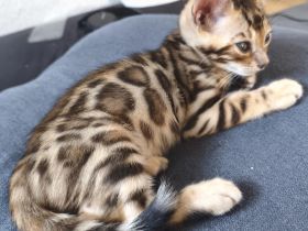 Wunderschöner Bengalkater mit Stammbaum