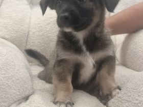 Liebevolle Hundewelpe suchen neues Zuhause